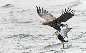 White-tailed sea eagle (Haliaeetus albicilla) flying over water with male Common eider