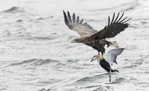 Anseriformes Gallery: White-tailed sea eagle (Haliaeetus albicilla) flying over water with male Common eider