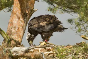 Chicks Prints: White-tailed sea eagle (Haliaeetus albicilla) 5 week chick feeding on prey in nest