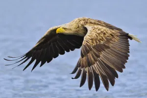 White-tailed sea eagle (Haliaeetus albicilla) in flight. Flatanger, Norway, May