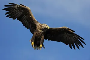Wings Prints: White tailed sea eagle (Haliaeetus albicilla) in flight, North Atlantic, Flatanger