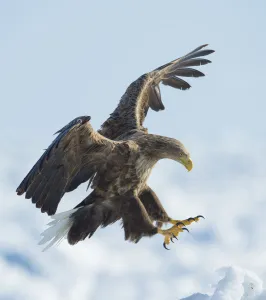 White tailed sea eagle (Haliaeetus albicilla) in flight landing, Hokkaido, Japan