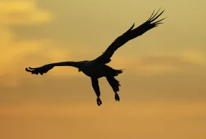 White tailed sea eagle (Haliaeetus albicilla) in flight silhouetted against an orange sky