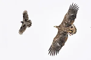 White tailed sea eagle (Haliaeetus albicilla) and Hooded crow (Corvus cornix) in snow