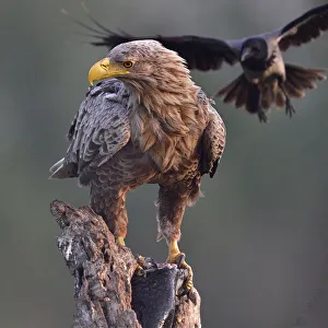 Miispecies Prints: White tailed sea eagle (Haliaeetus albicilla) perched on tree stump with fish. Hooded crow