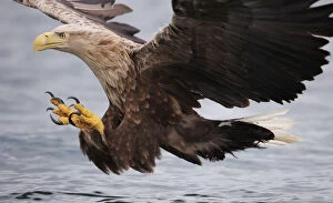 Images Dated 21st June 2008: White-tailed sea eagle (Haliaetus albicilla) about to take fish from water, Flatanger