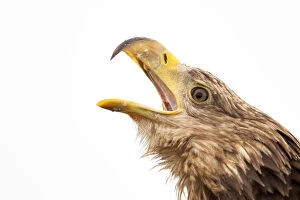 Eagles Gallery: White tailed sea eagle (Halieetus albicilla) head portrait beak open calling, Lake Csaj
