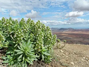 Boraginaceae Prints: White tajinaste (Echium decaisnei purpuriense) clump flowering on a mountain top