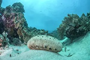 New Ireland Prints: White teatfish sea cucumber (Holothuria fuscogilva) on a coral reef near Ral Island