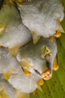 White tent making bat (Ectophylla alba) roosting in tree, La Selva Field Station, Costa Rica