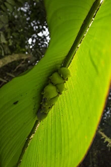White tent making bat (Ectophylla alba) roosting in Heleconia leaf, La Selva Field Station