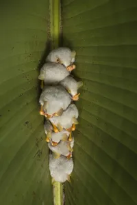 Phyllostomidae Prints: White tent making bat (Ectophylla alba) roosting in tree, La Selva Field Station
