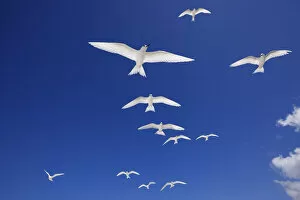 Images Dated 18th July 2008: White terns (Gygis alba) flock in flight overhead, Christmas Island / Kiritimati