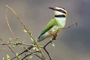Meropidae Prints: White-throated bee-eater (Merops albicollis) perched on branch