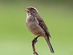 Fringillidae Prints: White-throated canary (Crithagra albogularis) male