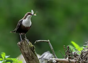 Dipper Prints: White-throated dipper (Cinclus cinclus aquaticus) perched on branch with Mayfly prey in beak