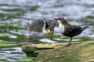 Waters Edge Prints: White-throated dipper (Cinclus cinclus aquaticus) perched at edge of river with begging fledgling