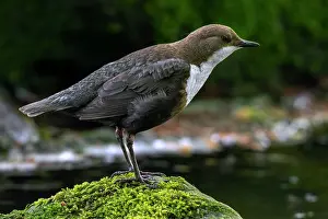 Dipper Prints: White-throated dipper (Cinclus cinclus aquaticus) perched on a rock covered in moss in river