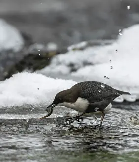 Dipper Prints: White-throated dipper (Cinclus cinclus) catching fish in icy water, Finland. December