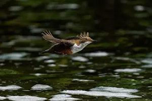 Dipper Prints: White-throated dipper (Cinclus cinclus) flying low over river
