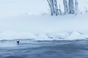 White-throated dipper (Cinclus cinclus) on ice on frozen river, Kuusamo, Finland. January