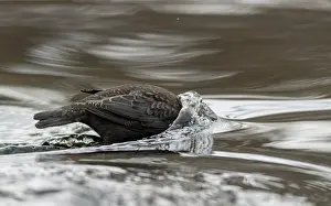 Ripple Prints: White-throated dipper (Cinclus cinclus) looking for food beneath surface of river