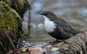 Mosses Prints: White-throated dipper (Cinclus cinclus) perched on edge of small waterfall
