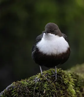 Mosses Prints: White-throated dipper (Cinclus cinclus) perched on moss covered rock, Finland, October