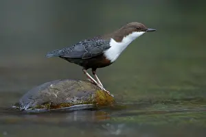 Dipper Prints: White-throated dipper (Cinclus cinclus) perched on a river stone, La Rioja, Spain. October