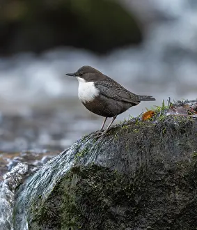 Mosses Prints: White-throated dipper (Cinclus cinclus) perched on rock beside river, Finland, October