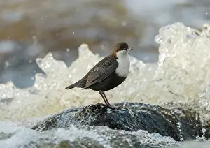 Liquids Prints: White-throated dipper (Cinclus cinclus) perched on rock in river, Finland, February