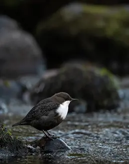 White-throated dipper (Cinclus cinclus) perched on rock beside river, Finland, October
