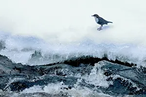 Dipper Prints: White-throated dipper (Cinclus cinclus) perched on snowy river bank