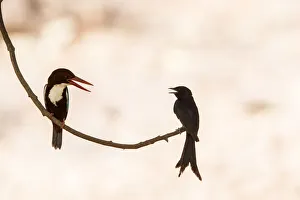 Miispecies Prints: White-throated kingfisher (Halcyon smyrnensis) with Black drongo (Dicrurus macrocercus)