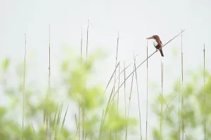 White throated kingfisher (Halcyon smyrnensis) perched on a reed, Sunderban tiger reserve, West Bengal, India