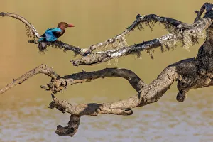 Sri Lanka Prints: White-throated kingfisher (Halcyon smyrnensis) Yala National Park, Southern Province