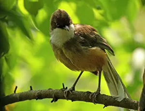 Uttarakhand Prints: White-throated laughingthrush (Pterorhinus albogularis) perched on a branch