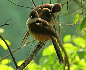 Uttarakhand Prints: Two White-throated laughingthrushes (Pterorhinus albogularis) perched on a branch
