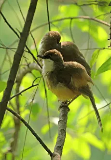 Uttarakhand Prints: Two White-throated laughingthrushes (Pterorhinus albogularis) perched on a branch