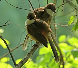 Uttarakhand Prints: Two White-throated laughingthrushes (Pterorhinus albogularis) perched on a branch