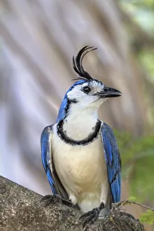 White-throated magpie-jay (Calocitta formosa) Nicoya peninsula, Costa Rica. February