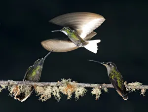 Miispecies Prints: White-throated Mountain Gem (Lampornis castaneoventris), Green-crowned Brilliant