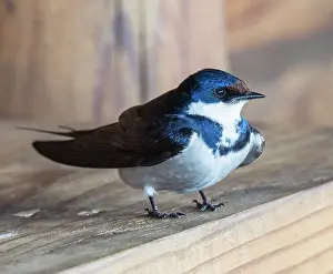 South Africa Prints: White-throated swallow (Hirundo albigularis) perched below nest site