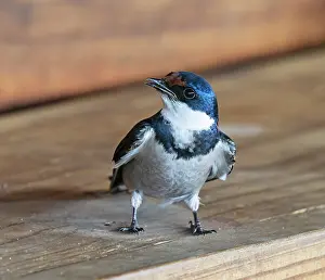 Vocalisation Prints: White-throated swallow (Hirundo albigularis) perched below nest site singing