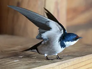 South Africa Prints: White-throated swallow (Hirundo albigularis) stretching wings at nest site