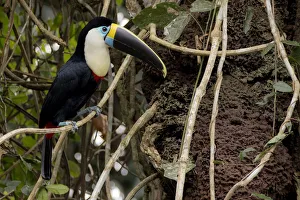 White-throated toucan (Ramphastos tucanus) perched close to a termite nest White-throated toucan (Ramphastos tucanus) perched close to a termite nest