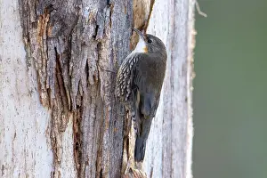 Myrtaceae Prints: White-throated treecreeper (Cormobates leucophaea) female