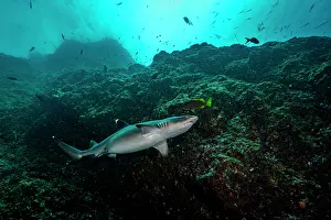 Trianodon Obesus Prints: White tip reef shark (Triaenodon obesus) female