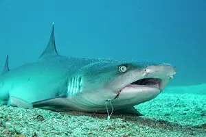 Equipment Prints: White tip reef shark (Triaenodon obesus) with fishing hook stuck in mouth
