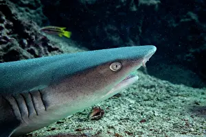 Trianodon Obesus Prints: White tip reef shark (Triaenodon obesus) resting on sea floor